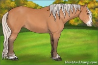 Horse Color:Silver Bay Sabino 