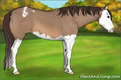 Horse Color:Unknown 