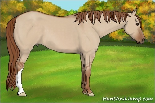 Horse Color:Unknown 
