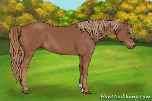 Horse Color: Chestnut 