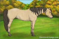 Horse Color:Buckskin Roan 