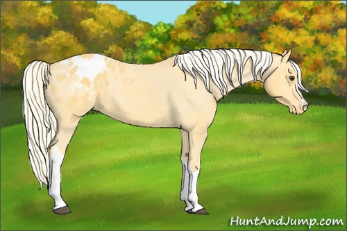 Horse Color: Palomino Varnish 