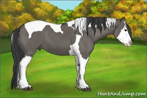 Horse Color:Grullo Splash Tobiano