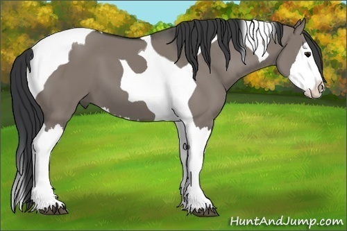 Horse Color:Grullo Splash Tobiano