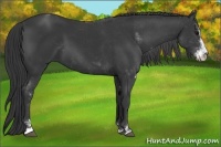 Horse Color:Black Sabino