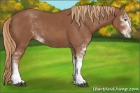 Horse Color:Chestnut Sabino 