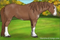 Horse Color:Chestnut Sabino 