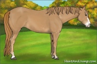 Horse Color:Chestnut Sabino 
