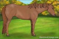 Horse Color:Chestnut Frame 