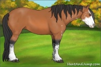Horse Color:Bay Sabino 