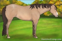 Horse Color:Amber Champagne 