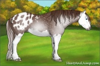 Horse Color:Gray Chestnut Splash Blanket 