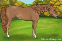Horse Color:Chestnut Sabino 