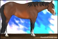 Horse Color:Bay Sabino 
