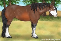 Horse Color:Bay Sabino