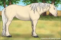 Horse Color:Gold Cream Champagne 