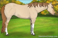 Horse Color:Red Dun 