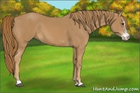 Horse Color:Chestnut Sabino 