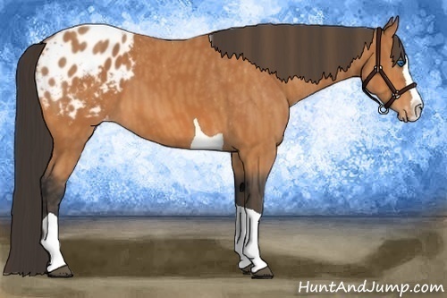 Horse Color:Bay Splash Tobiano Blanket  Brindle