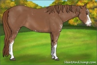 Horse Color:Chestnut Sabino 