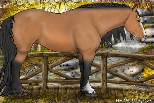 Horse Color: Bay Sabino 