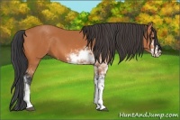 Horse Color:Bay Sabino 