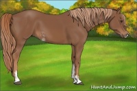 Horse Color:Chestnut Sabino