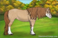 Horse Color:Red Dun Sabino 