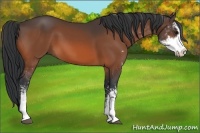 Horse Color:Bay Sabino