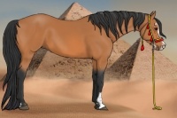 Horse Color:Bay Sabino 