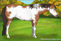 Horse Color:Bay Sabino Frame 