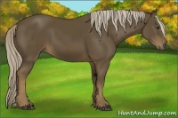 Horse Color:Chocolate Palomino 