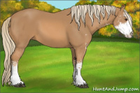 Horse Color:Chestnut Sabino 