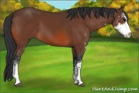 Horse Color:Bay Sabino 