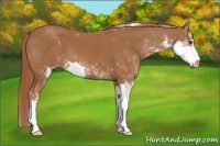 Horse Color:Chestnut Sabino