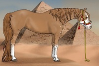 Horse Color:Chestnut Sabino 