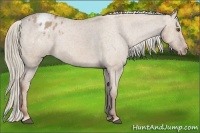 Horse Color:Red Dun Appaloosa Rabicano 