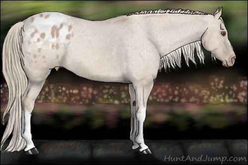 Horse Color: Red Dun Mushroom Blanket Rabicano 