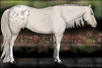 Horse Color:Red Dun Appaloosa Rabicano 