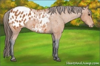 Horse Color:Bay Appaloosa
