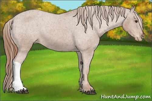 Horse Color: Chestnut Varnish 