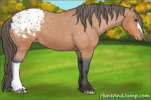 Horse Color: Bay Blanket 