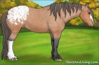 Horse Color:Bay Appaloosa