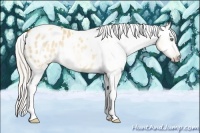 Horse Color:Gray Silver Amber Cream Champagne Roan Dun Splash Tobiano Frame Appaloosa Rabicano 