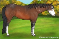 Horse Color:Bay Sabino