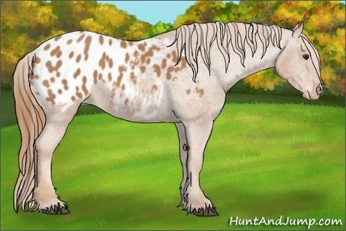 Horse Color: Chestnut Blanket 