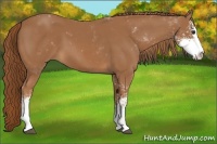 Horse Color:Chestnut Sabino