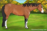 Horse Color:Bay Sabino 