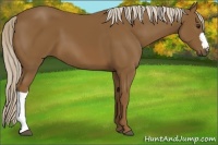 Horse Color:Chocolate Palomino 