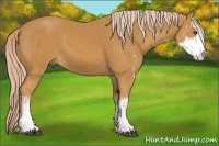 Horse Color:Palomino Sabino 